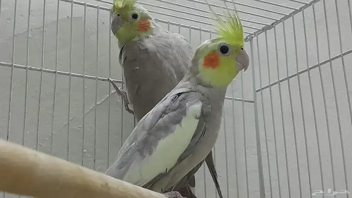 جوز كروان باكستاني 8