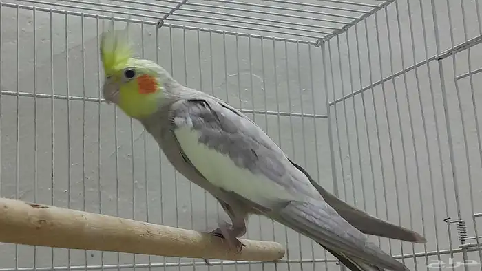 جوز كروان باكستاني 6