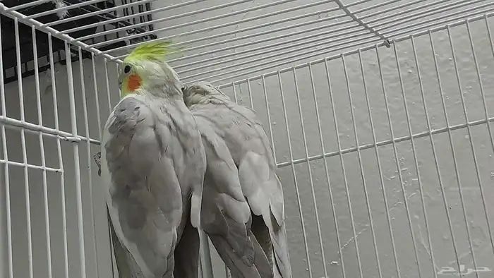 جوز كروان باكستاني 7