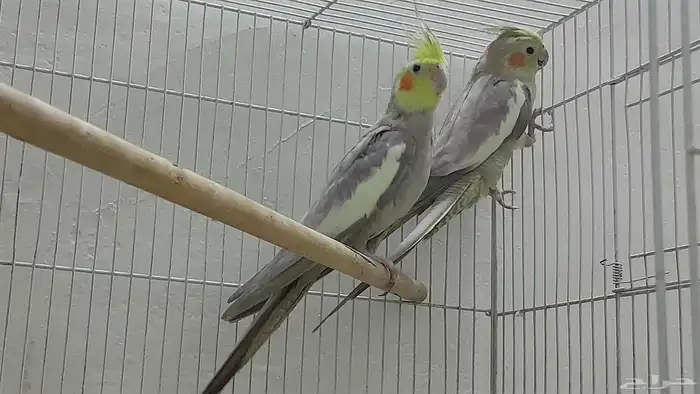 جوز كروان باكستاني 4