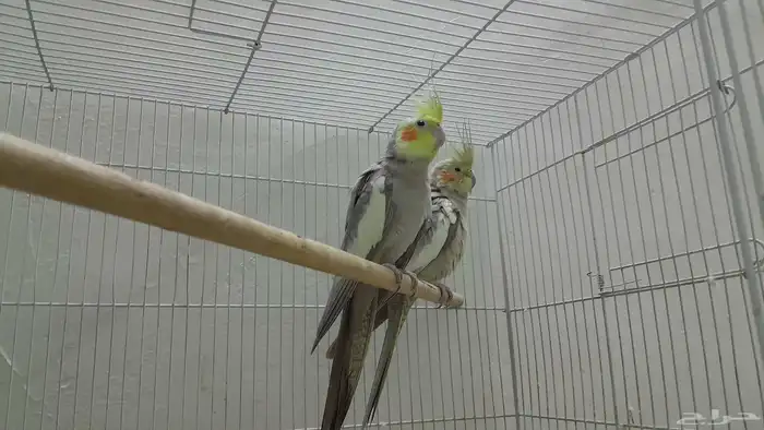 جوز كروان باكستاني 5