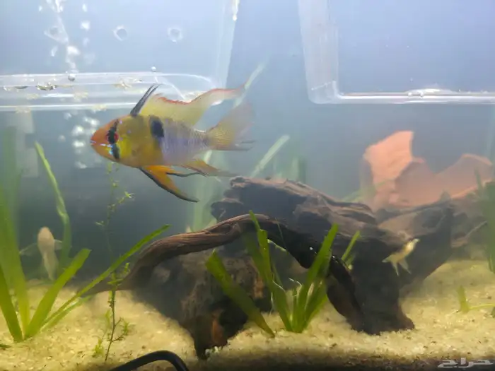 حوض سمك كامل بمشتملاته بالاسماك 4