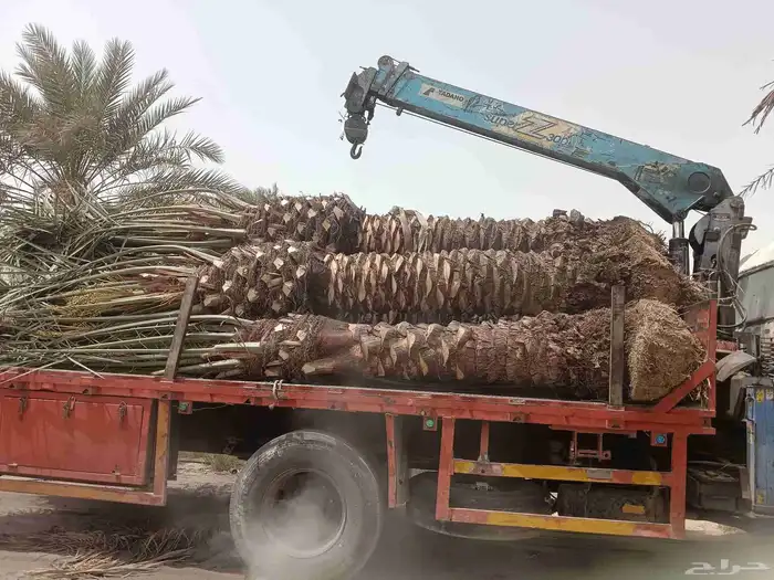 نخيل للبيع 4