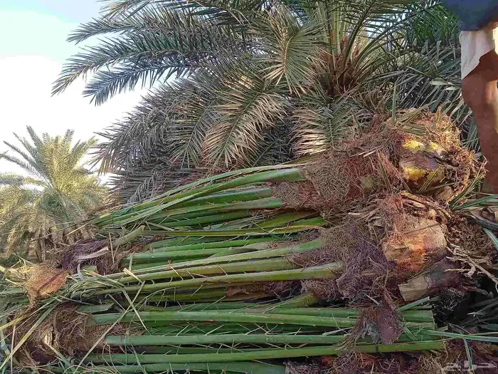 نخل للبيع القصيم 8