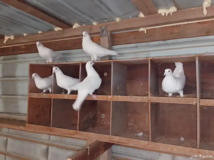 حمام فرنسي للبيع . 1