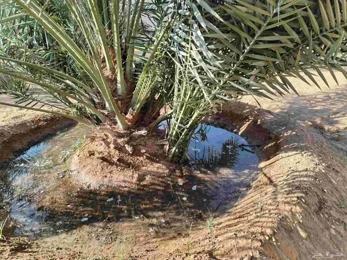 فروخ نخل للبيع 1