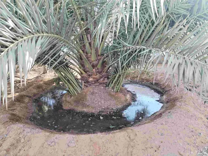 فروخ نخل للبيع 0