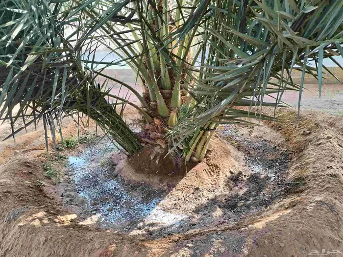 فروخ نخل للبيع 3