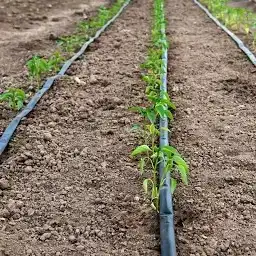 أشجار ورود شبكات الري 6