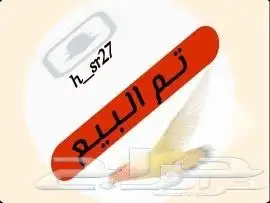 ( تم البيع ) فروخ روز غر 0