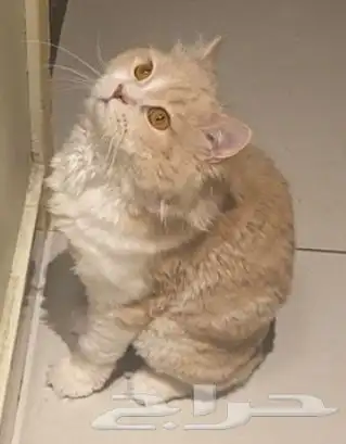 قط ذكر للتبني غير معقم 1