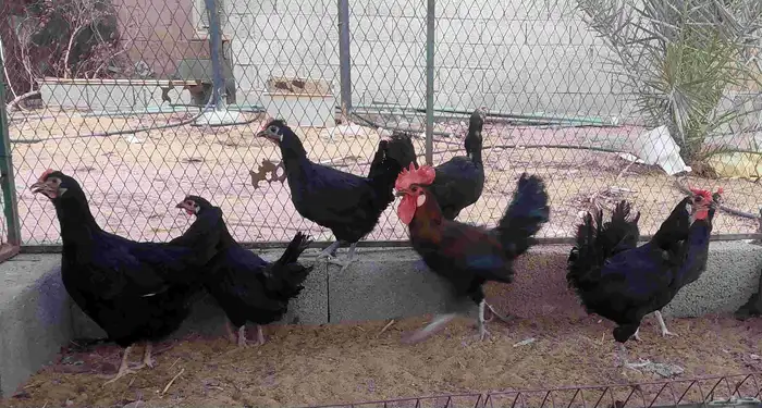 دجاج للبيع 0