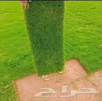 ثيل طبيعي عشب نجيل 9