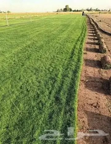 ثيل طبيعي عشب نجيل 0