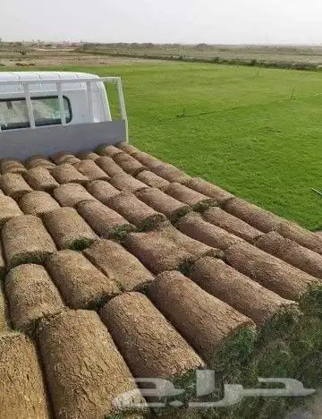 ثيل طبيعي عشب نجيل 8