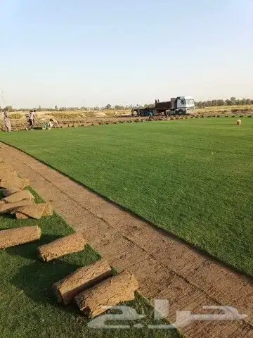 ثيل طبيعي عشب نجيل 5