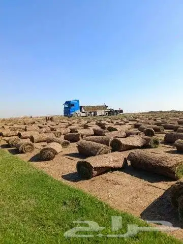 ثيل طبيعي عشب نجيل 7