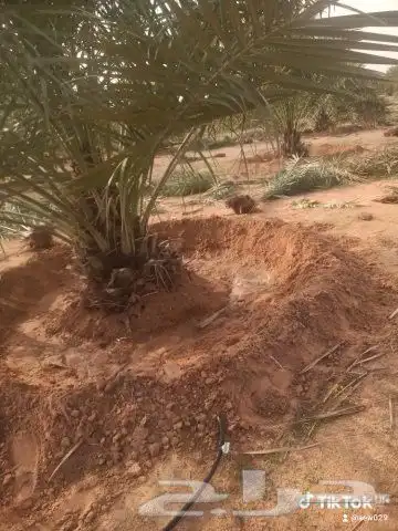 نخل طيب للبيع 2