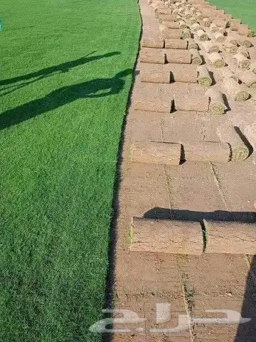 ثيل طبيعي عشب نجيل 1