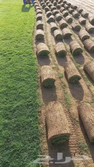 ثيل طبيعي عشب نجيل 2