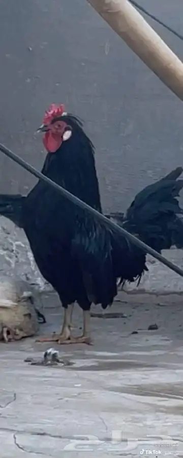 ديك عربي للبيع الموقع الاكحل 0