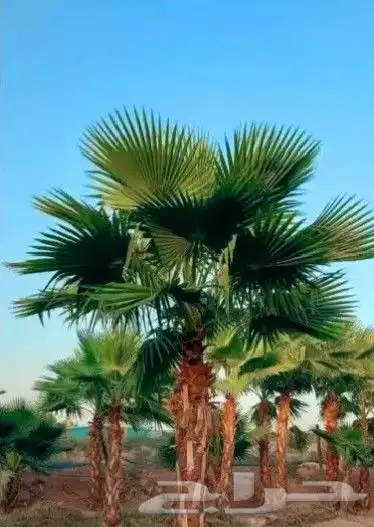 نخل واشنطني 2