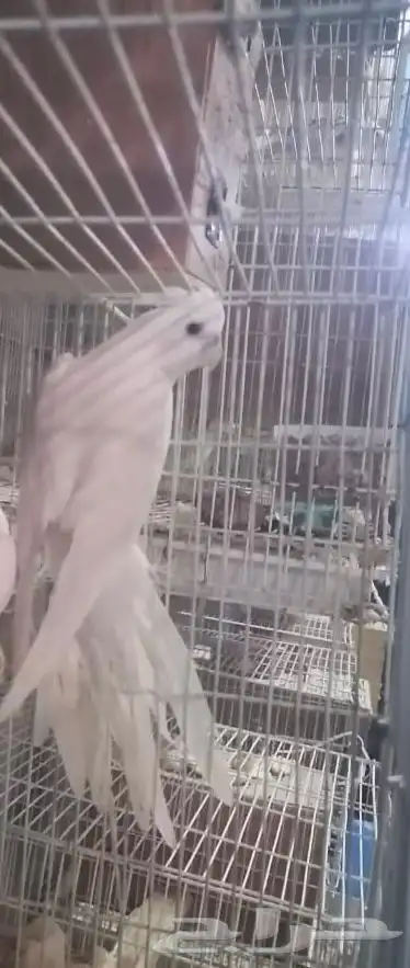 أنثى كروان للبيع 0