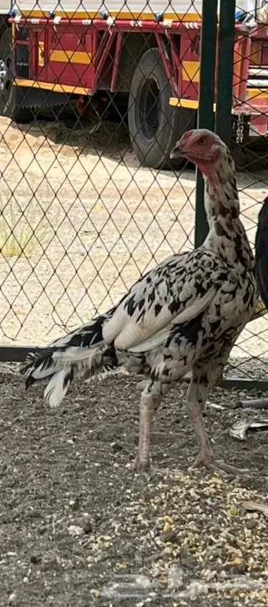 دجاج باكستاني نسل ابو ريتاج 3