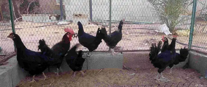 دجاج للبيع 1