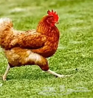 دجاج وديوك بلدي 3