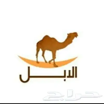 ذود نياق وضح -قرابة 100 متن- للبيع مع كامل معداتها ورحولين 0