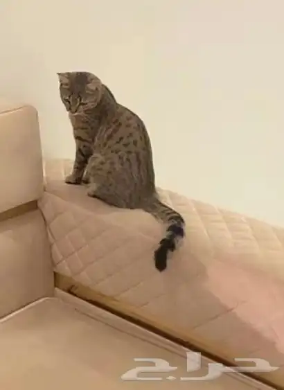 قطوه لتبني شيرازي 1