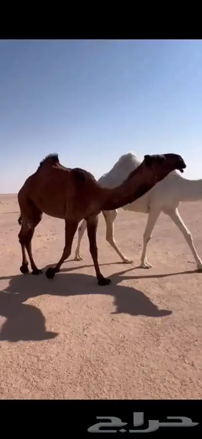 للبيع بكره حقه صفرا كفووو 0