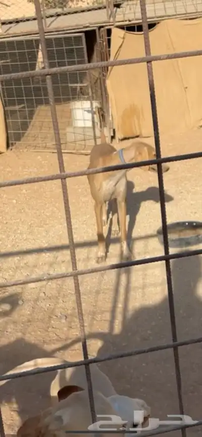 سلوقي مخلوط جرو عمره 7 شهور index