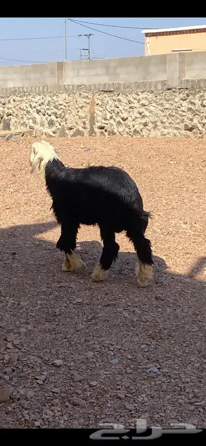 طلي نجدي عمره 8 شهور مشروط النسف 3