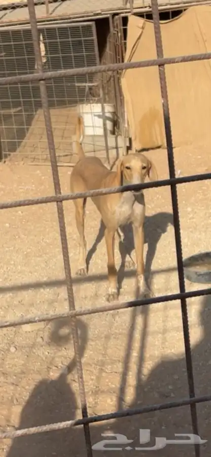 سلوقي مخلوط جرو عمره 7 شهور 2