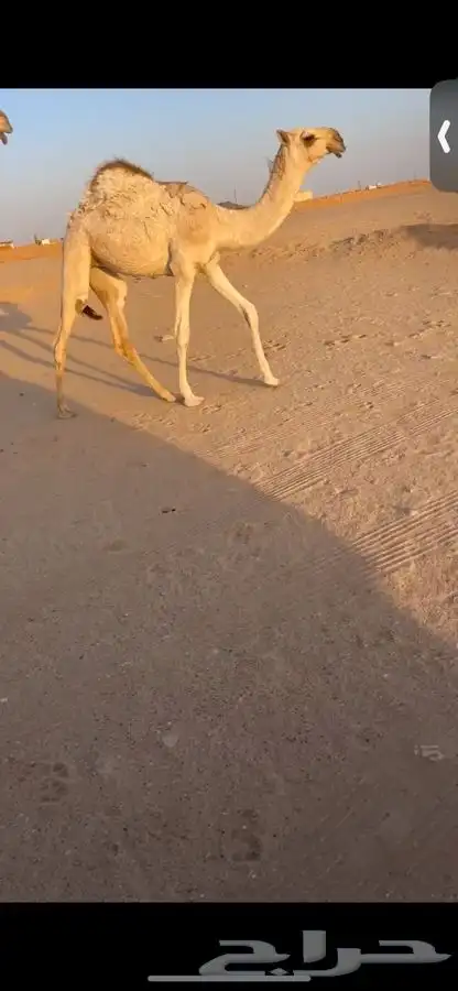 عشرا معها بكره كفو 0