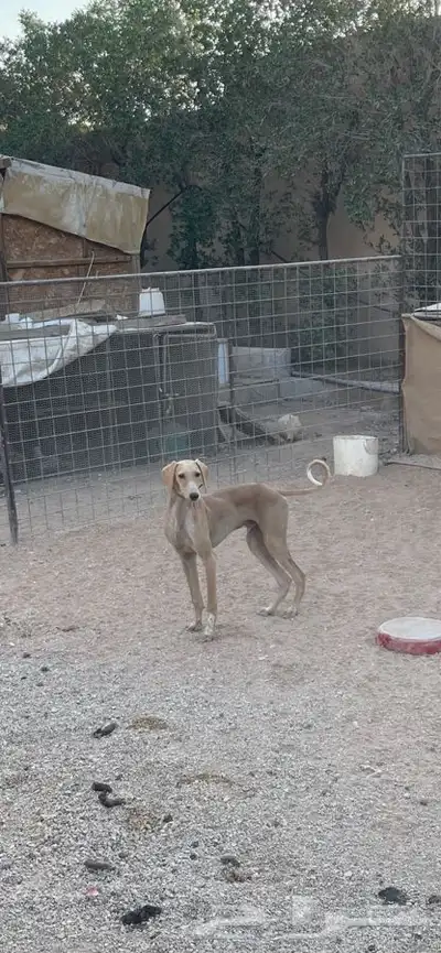 سلوقي مخلوط جرو عمره 7 شهور index