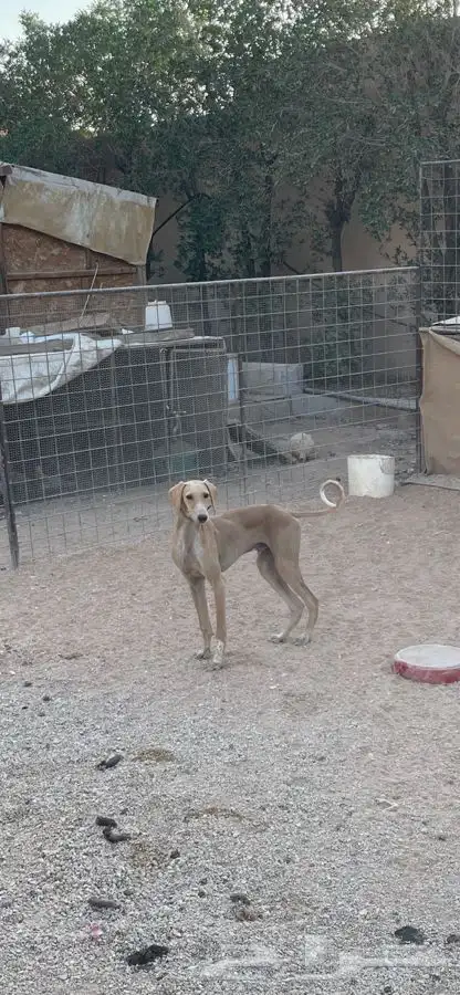 سلوقي مخلوط جرو عمره 7 شهور 0