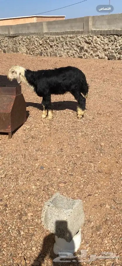 طلي نجدي عمره 8 شهور مشروط النسف 2