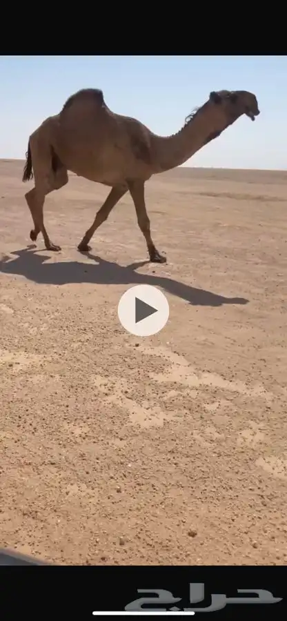 قعود ثني اصفر 0