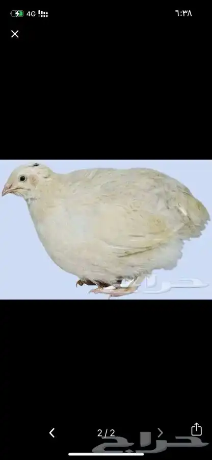 بيض سمان تكساس الحجم الكبير 1