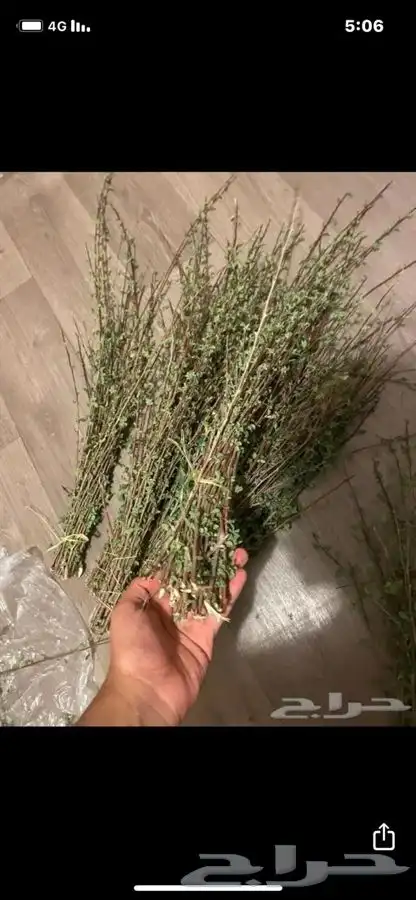 مرخ طازج وسلع وبشام طريق جابر الصباح 1