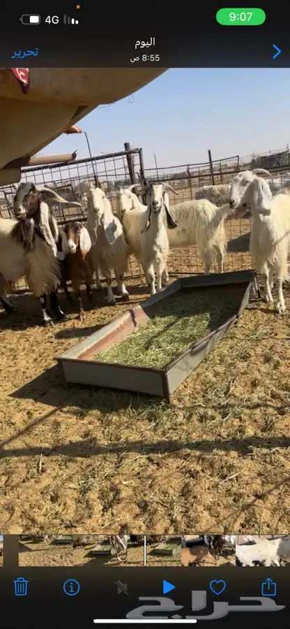 معزا عوارض فيها فسديس وفيها التامه 0