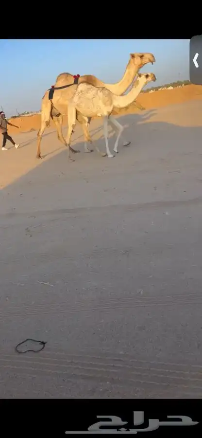 عشرا معها بكره كفو 2