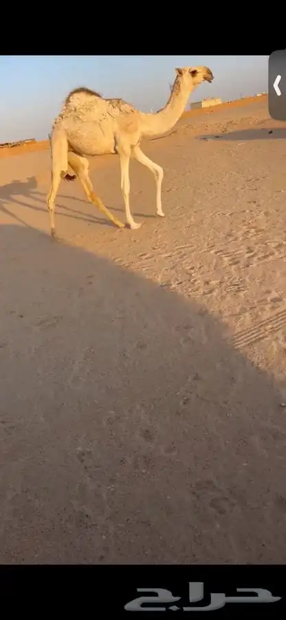 عشرا معها بكره كفو 3