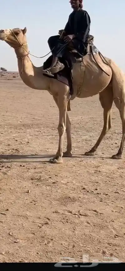 للبيع ركبي 0