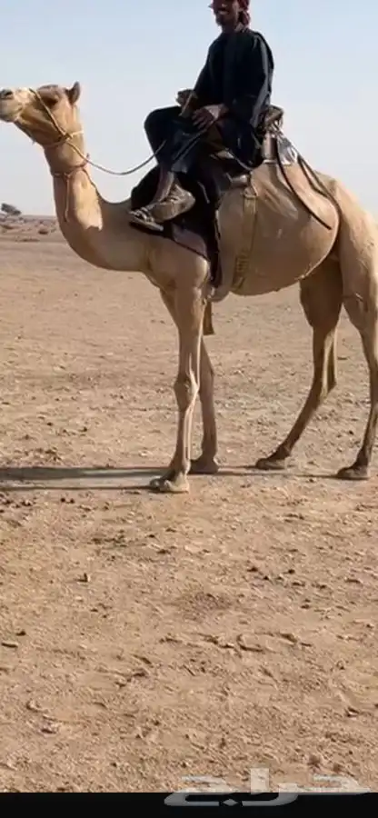 للبيع ركبي 0