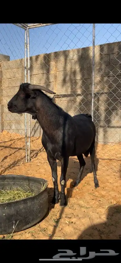 فحل مرسيانو اصل وفصل 2