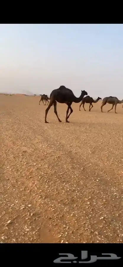 بكره مفروده 1